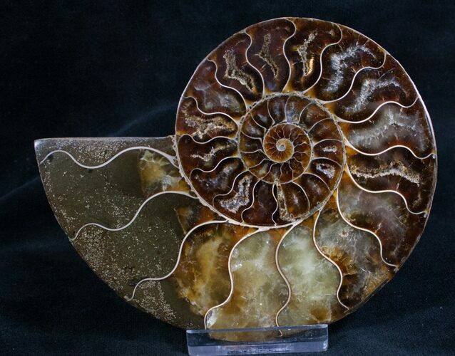 Split Ammonite Fossil (Half) - Beautiful #7979